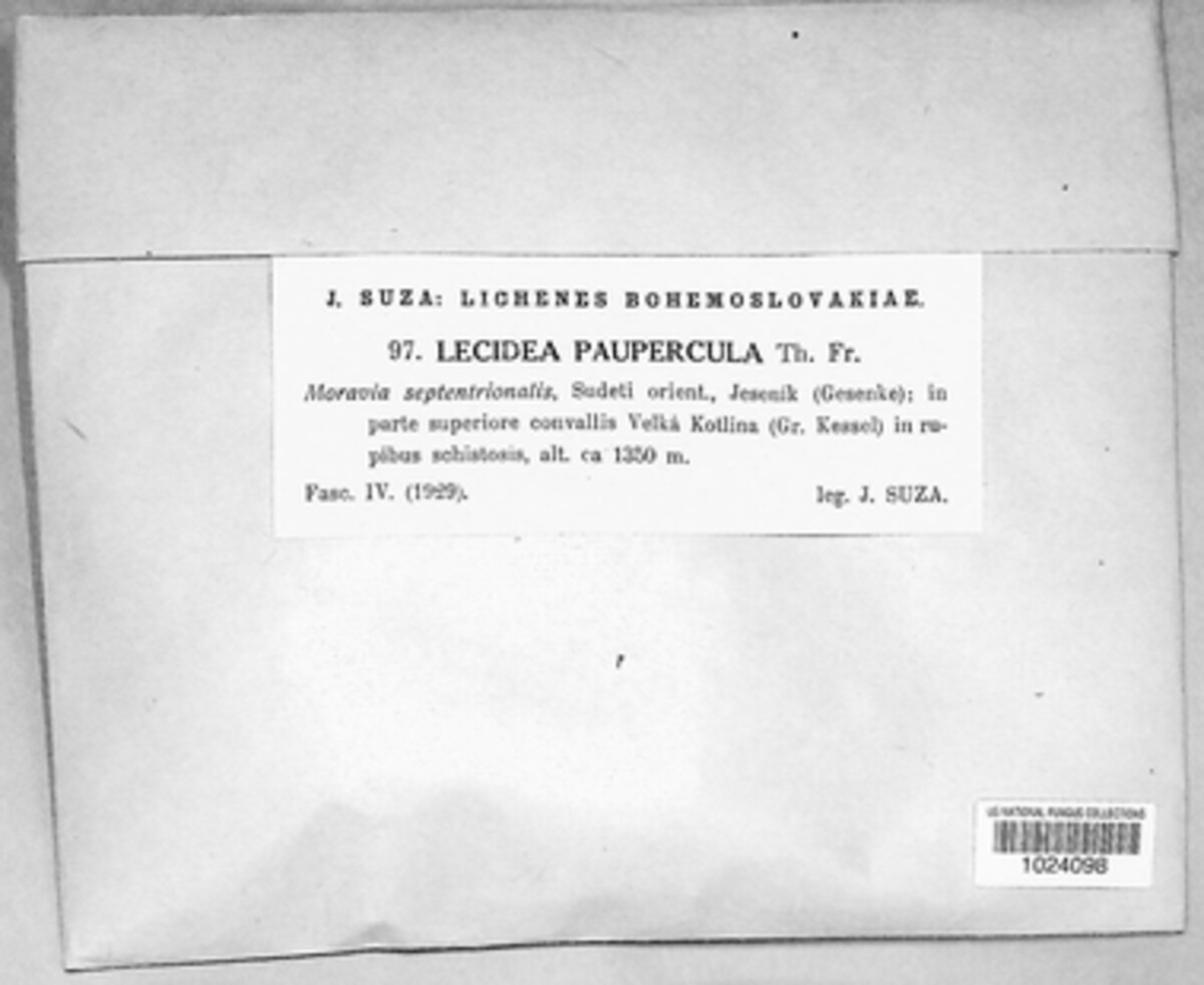 Lecidea paupercula image